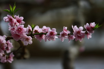 Beautiful peach blossom