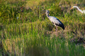 bird Anastomus oscitans
