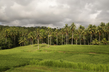 Obraz premium Amazing country side view of rice paddy and palm trees