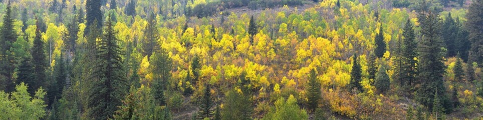 Fototapeta premium Late Summer early Fall panorama forest views hiking, biking, horseback trails through trees along Highway 40 near Daniels Summit between Heber and Duchesne in the Uintah Basin, Utah, USA. 