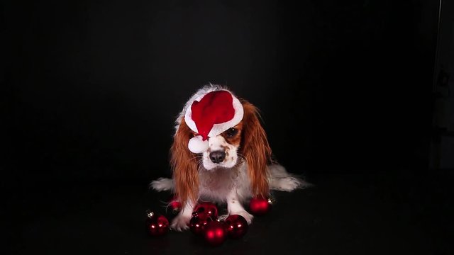 Christmas animal christmas dog pet vedo. Celebrate christmas with cute puppy dog.