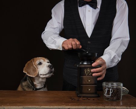 Dog with barista
