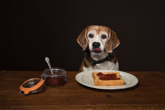 Dog with toast