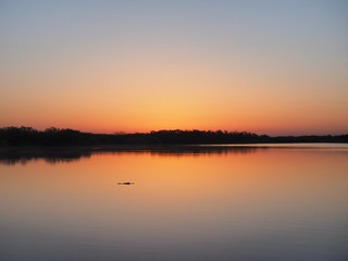 Naklejka na ściany i meble Alligator at sunrise on a perfectly calm Nine Mile Pond in Everglades National Park, Florida.