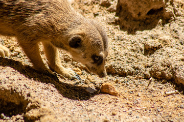 Cute little meerkat
