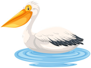 Pelican sitting on water