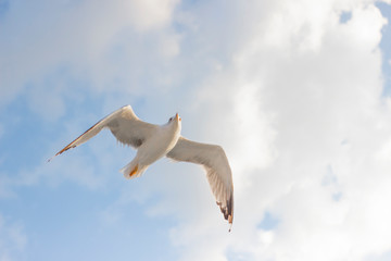 Cloudy weather blue sky and flying seagull