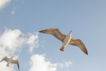 Cloudy weather blue sky and flying seagull