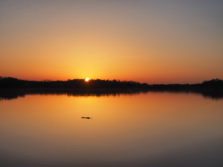 Fototapeta na wymiar Alligator at sunrise on a perfectly calm Nine Mile Pond in Everglades National Park, Florida.