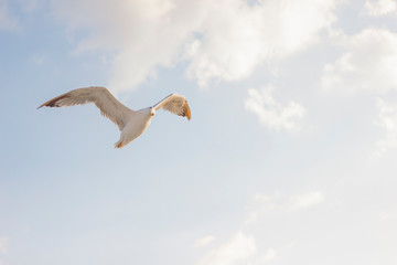 Cloudy weather blue sky and flying seagull