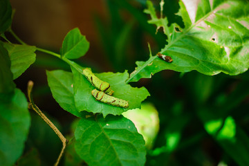 Caterpillar, big green worm in the park.