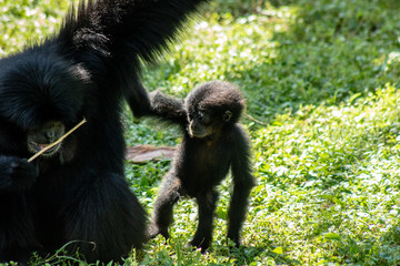 Baby siamang