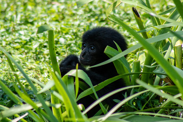 Baby siamang