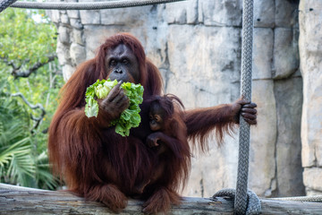 Bornean orangutans