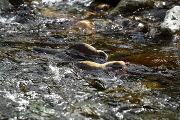 鮭の遡上
