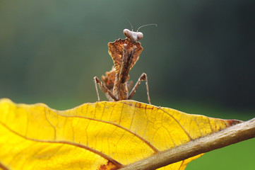 Death Leaf Mantis, Mantis,