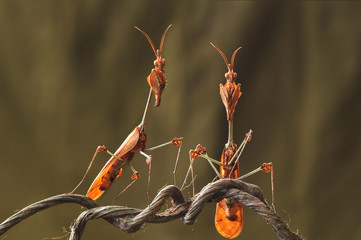 Death Leaf Mantis, Mantis,