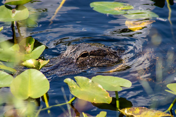 American alligator