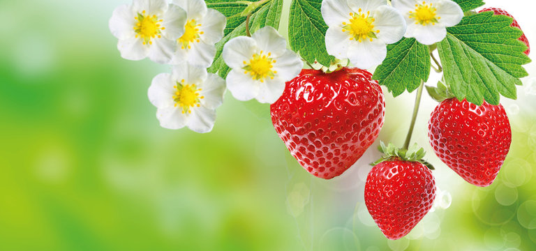 summer freshness ripe strawberries