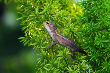 oriental lizard garden