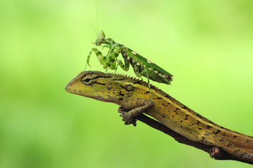oriental lizard garden