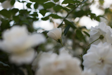 rose flower