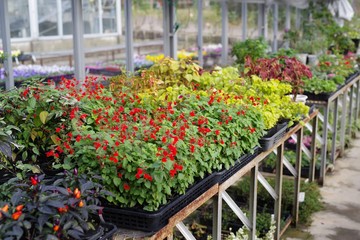 温室で育てられる花の苗