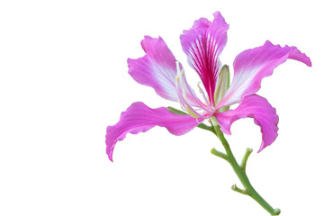 Fototapeta na wymiar Beautiful pink flower name Purple Orchid Tree, butterfly tree, or Hawaiian orchid tree on isolate background with clipping path.