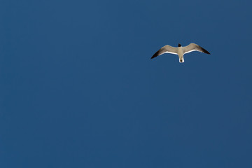 seagull in the sky