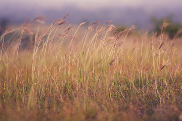Obraz premium grass in wind