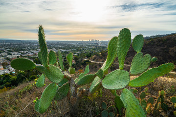 Los Angeles and Hollywood Hills, view from Runyon Canyon Park, Los Angeles, California, 11/27/2018
