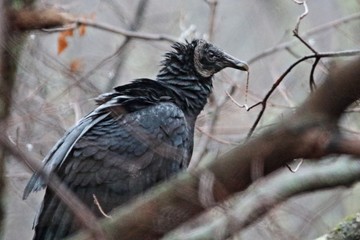 Juvenile Turkey vulture sitting in a tree in the early morning.