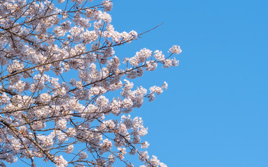 Full blooming of Cherry blossom in spring season, Japan.