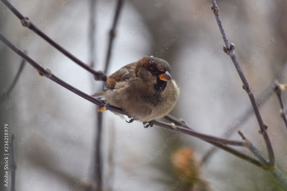 Wall mural Winter sparrow