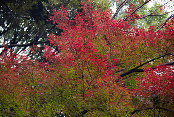 autumn leaves　　 red　leaves 