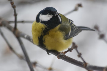 Winter bird