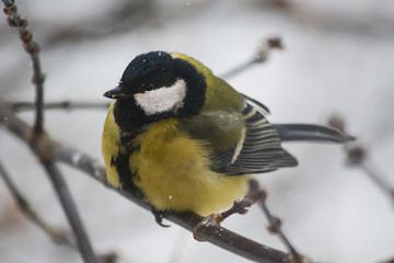 Obraz na płótnie Canvas Winter bird