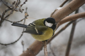 Winter bird