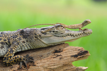 crocodile, lizard