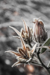 closeup dried flower head