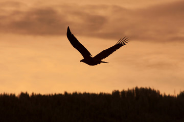 Silhouette of a Bald Eagle winging homeward in the sunset 