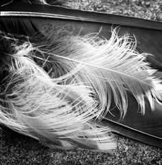 Large and very small bird feathers