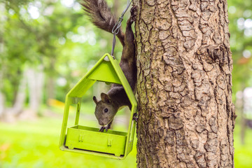 cute red squirrel sitting on tree trunk on blurred forest background
