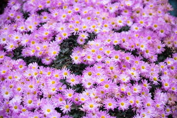 flower chrysanthemum　mum