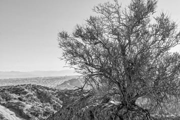 Black and white dry chaparral on mountain top with room for text