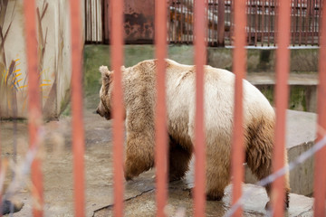 Bear in captivity in a zoo behind bars aggression in the cage