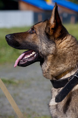 Portrait of  dog of  breed of German Shepherd in profil on  background of green grass