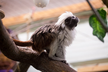 Cute monkey sitting in cage.