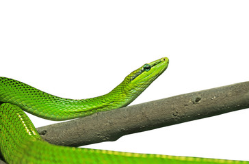 Fototapeta premium Red-Tailed Green Ratsnake on White Background with Clipping Path