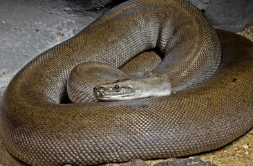 Patternless Green Burmese Python on Sand